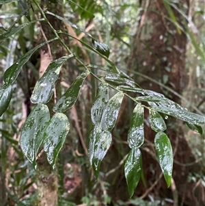 Pothos longipes (Candle Vine) at Syndicate, QLD - 10 Jul 2025 by Tapirlord