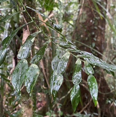Pothos longipes (Candle Vine) at Syndicate, QLD - 10 Jul 2025 by Tapirlord
