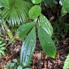 Cryptocarya laevigata at Syndicate, QLD - 10 Jul 2025 by Tapirlord