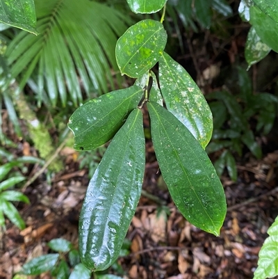 Cryptocarya laevigata at Syndicate, QLD - 10 Jul 2025 by Tapirlord