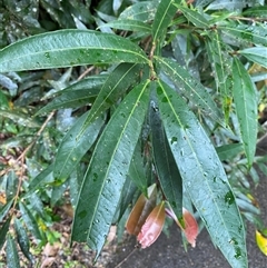 Syzygium jambos (rose apple) at Syndicate, QLD - 10 Jul 2025 by Tapirlord