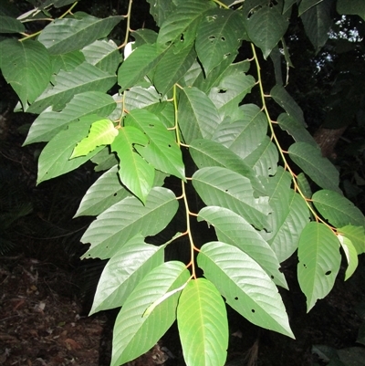 Alphitonia petriei (pink ash) at Bonnie Doon, QLD - 17 Mar 2023 by JasonPStewart