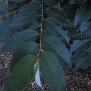 Alphitonia petriei at Bonnie Doon, QLD - 17 Mar 2023 06:32 PM