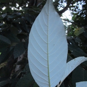 Alphitonia petriei at Bonnie Doon, QLD - 17 Mar 2023 06:32 PM