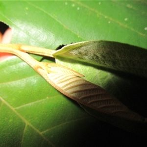 Alphitonia petriei at Bonnie Doon, QLD - 17 Mar 2023 06:32 PM