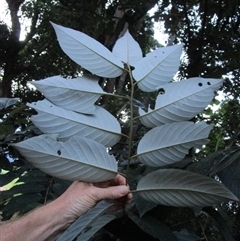 Alphitonia petriei at Bonnie Doon, QLD - 17 Mar 2023 06:32 PM