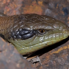 Tiliqua scincoides scincoides (Eastern Blue-tongue) at Acton, ACT - 12 Sep 2025 by TimL