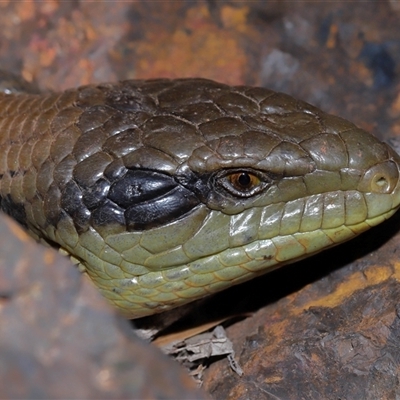 Tiliqua scincoides scincoides (Eastern Blue-tongue) at Acton, ACT - 12 Sep 2025 by TimL