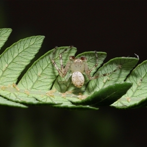 Thomisidae (family) (Unidentified Crab spider or Flower spider) at Acton, ACT - 11 Sep 2025 by TimL