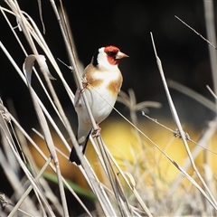 Carduelis carduelis (European Goldfinch) at Pialligo, ACT - 12 Sep 2025 by LineMarie