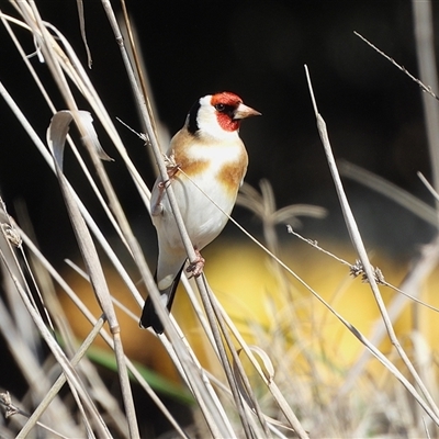 Carduelis carduelis (European Goldfinch) at Pialligo, ACT - 12 Sep 2025 by LineMarie