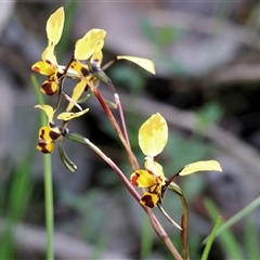 Diuris pardina (Leopard Doubletail) at Albury, NSW - 12 Sep 2025 by KylieWaldon