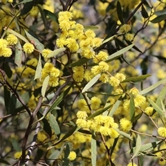 Acacia buxifolia subsp. buxifolia at Albury, NSW - 12 Sep 2025 by KylieWaldon