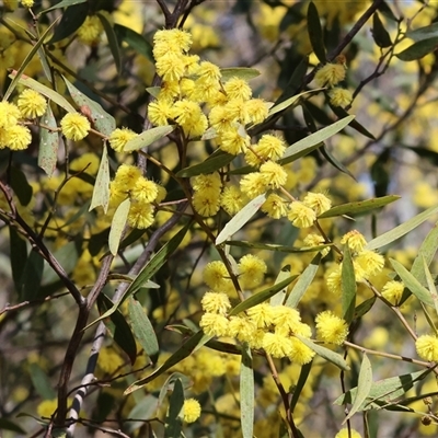 Acacia buxifolia subsp. buxifolia at Albury, NSW - 12 Sep 2025 by KylieWaldon