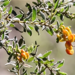 Grevillea alpina at Albury, NSW - 12 Sep 2025 by KylieWaldon