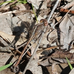 Diplacodes bipunctata (Wandering Percher) at Albury, NSW - 12 Sep 2025 by KylieWaldon