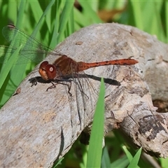 Diplacodes bipunctata at Albury, NSW - 12 Sep 2025 10:27 AM