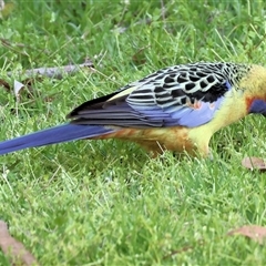Platycercus elegans flaveolus (Yellow Rosella) at West Wodonga, VIC - 11 Sep 2025 by KylieWaldon
