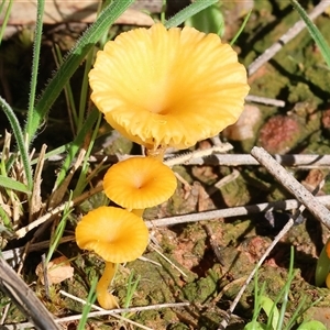 Lichenomphalia chromacea (Yellow Navel) at Albury, NSW - 12 Sep 2025 by KylieWaldon