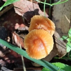 Unverified Fungus at Albury, NSW - 12 Sep 2025 by KylieWaldon