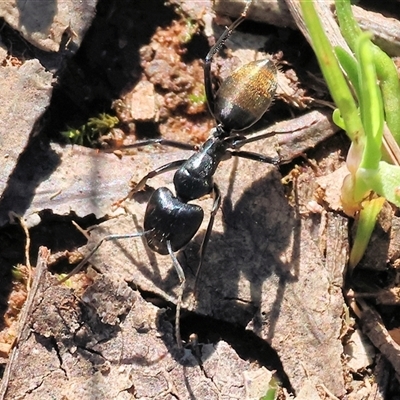 Camponotus aeneopilosus (A Golden-tailed sugar ant) at Albury, NSW - 12 Sep 2025 by KylieWaldon