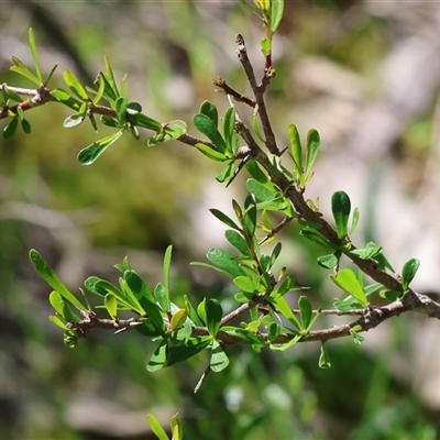 Bursaria spinosa at Albury, NSW - 12 Sep 2025 by KylieWaldon