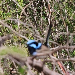 Malurus cyaneus (Superb Fairywren) at Albury, NSW - 12 Sep 2025 by KylieWaldon