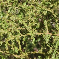 Acacia paradoxa at Albury, NSW - 12 Sep 2025 by KylieWaldon