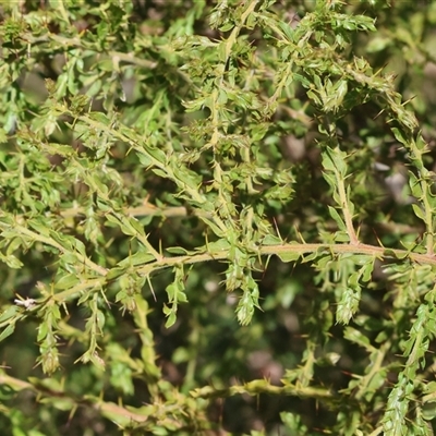 Acacia paradoxa at Albury, NSW - 12 Sep 2025 by KylieWaldon