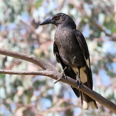 Strepera graculina (Pied Currawong) at Albury, NSW - 12 Sep 2025 by KylieWaldon