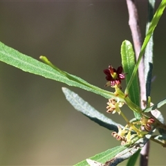 Dodonaea viscosa at Albury, NSW - 12 Sep 2025 by KylieWaldon