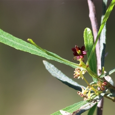 Dodonaea viscosa at Albury, NSW - 12 Sep 2025 by KylieWaldon