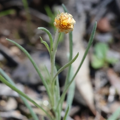 Leucochrysum albicans at Albury, NSW - 12 Sep 2025 by KylieWaldon
