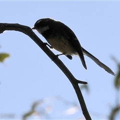 Rhipidura albiscapa (Grey Fantail) at Albury, NSW - 12 Sep 2025 by KylieWaldon