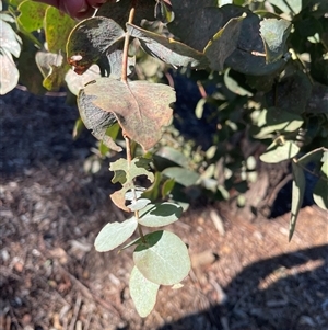 Eucalyptus cinerea (Argyle Apple) at Dickson, ACT - 12 Sep 2025 by Lisa.Jok