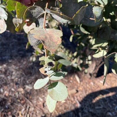 Eucalyptus cinerea (Argyle Apple) at Dickson, ACT - 12 Sep 2025 by Lisa.Jok