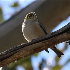 Zosterops lateralis (Silvereye) at Albury, NSW - 12 Sep 2025 by KylieWaldon