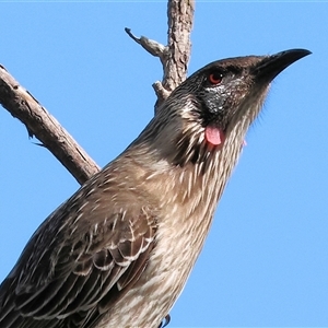 Anthochaera carunculata (Red Wattlebird) at Albury, NSW - 12 Sep 2025 by KylieWaldon