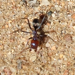 Iridomyrmex purpureus (Meat Ant) at Albury, NSW - 12 Sep 2025 by KylieWaldon