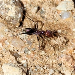 Iridomyrmex purpureus at Albury, NSW - 12 Sep 2025 10:57 AM