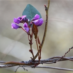 Hardenbergia violacea (False Sarsaparilla) at Albury, NSW - 12 Sep 2025 by KylieWaldon