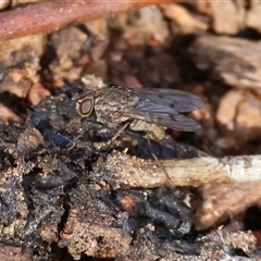 Helina sp. (genus) (Muscid fly) at Albury, NSW - 12 Sep 2025 by KylieWaldon