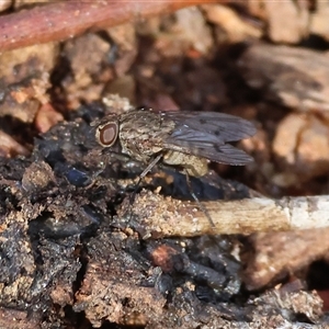 Helina sp. (genus) (Muscid fly) at Albury, NSW - 12 Sep 2025 by KylieWaldon