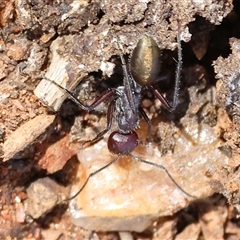 Camponotus suffusus (Golden-tailed sugar ant) at Albury, NSW - 12 Sep 2025 by KylieWaldon