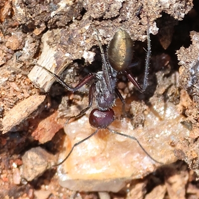 Camponotus suffusus (Golden-tailed sugar ant) at Albury, NSW - 12 Sep 2025 by KylieWaldon