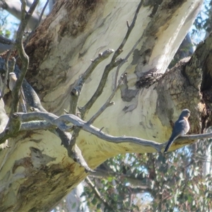 Cacomantis flabelliformis (Fan-tailed Cuckoo) at Marchmont, NSW - 12 Sep 2025 by Christine