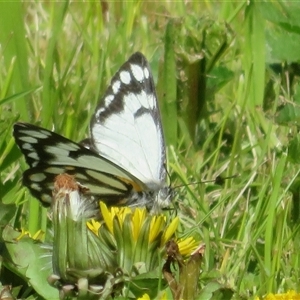 Belenois java (Caper White) at Yass, NSW - 12 Sep 2025 by Christine
