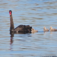 Cygnus atratus (Black Swan) at Fyshwick, ACT - 12 Sep 2025 by Christine