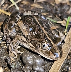 Limnodynastes tasmaniensis (Spotted Grass Frog) at Braidwood, NSW - 13 Sep 2025 by MatthewFrawley