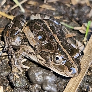 Limnodynastes tasmaniensis (Spotted Grass Frog) at Braidwood, NSW - 13 Sep 2025 by MatthewFrawley
